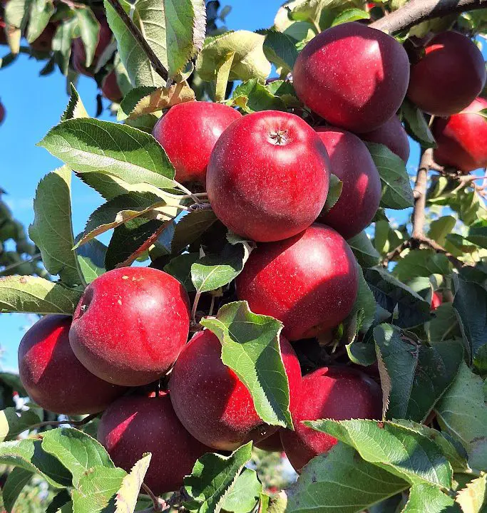 Eine Traube reifer, roter Äpfel hängt an einem Ast, umgeben von grünen Blättern unter einem klaren, blauen Himmel - eine idyllische Szene, die an die Saison der Bremer Marktkalender Maronen erinnert.