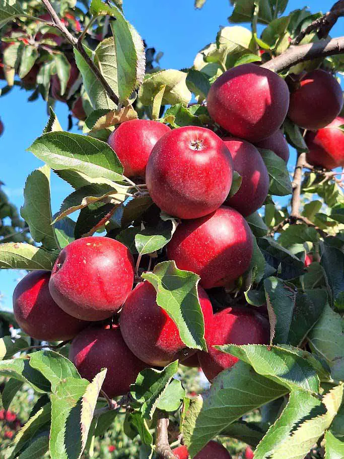 Eine Traube reifer, roter Äpfel hängt an einem Ast, umgeben von grünen Blättern unter einem klaren, blauen Himmel - eine idyllische Szene, die an die Saison der Bremer Marktkalender Maronen erinnert.