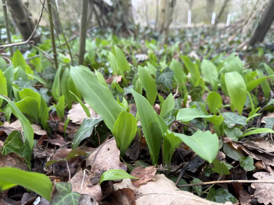 Nahaufnahme von jungen grünen Bärlauchblättern, die durch braunes Laub auf einem Waldboden sprießen, mit Bäumen und anderer Vegetation im Hintergrund.