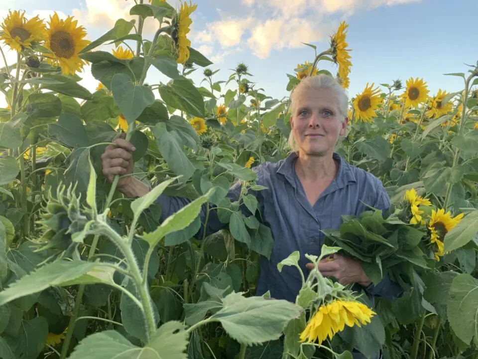 Eine Person Ines Meyer steht in einem Sonnenblumenfeld, hält in der einen Hand Sonnenblumen und umklammert mit der anderen einen Sonnenblumenstiel. Der Himmel ist blau und bewölkt, und die Person ist von Sonnenblumen umgeben.