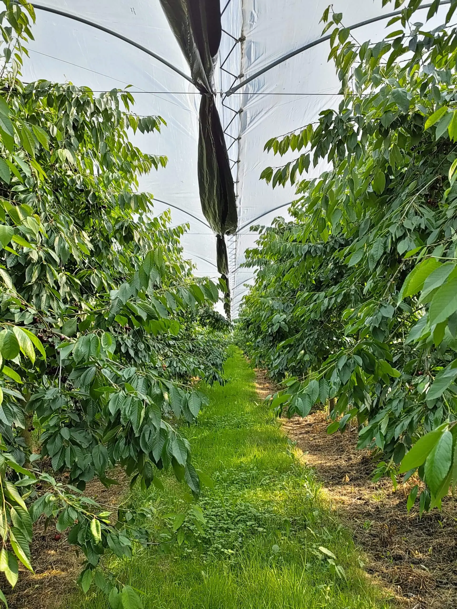 Regen lässt reife Kirschen aufplatzen. Daher wird das wertvolle Erntegut heute größtenteils geschützt angebaut.