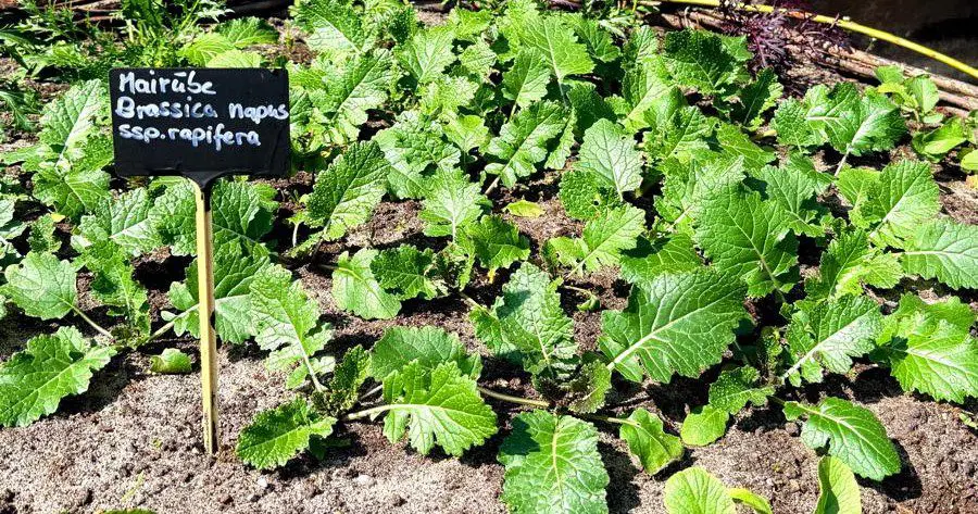 Mairübchenpflanzen im Beet
