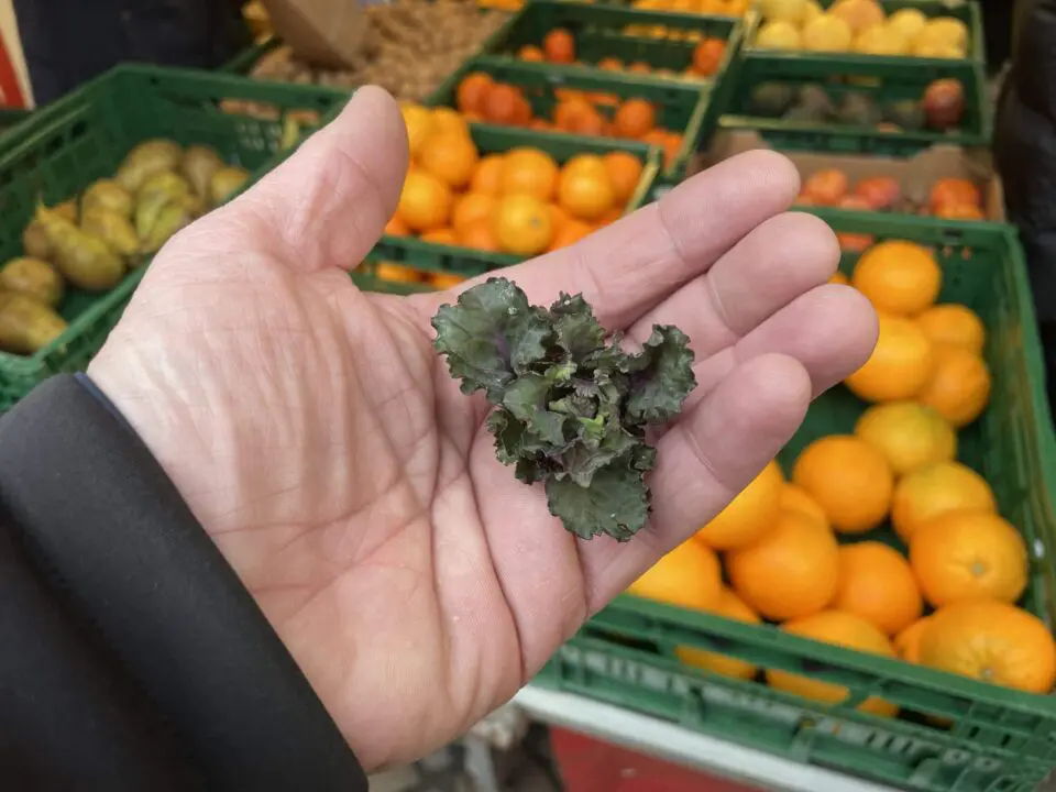 Eine Hand hält einen kleinen Strauß lila-grünes Blattgemüse, während im Hintergrund Kisten mit Orangen und Birnen auf einem Markt zu sehen sind.