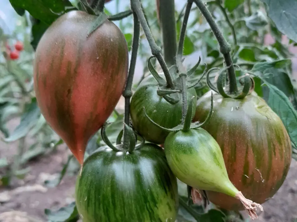 Traube von Heirloom-Tomaten in verschiedenen Reifestadien mit grüner, roter und gestreifter Färbung, die an einer Rebe mit grünen Blättern in einem Garten hängen.