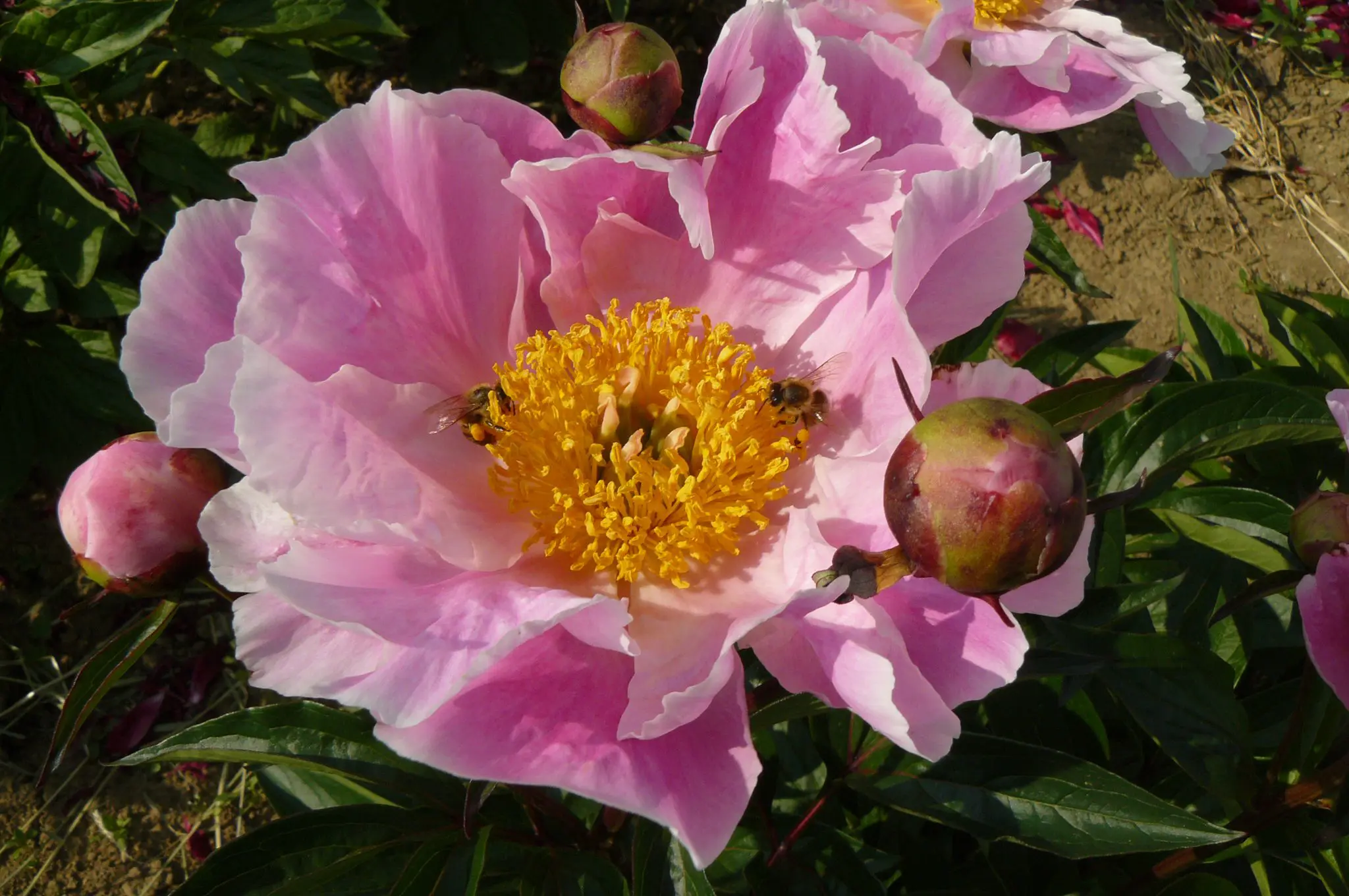 Pfingstrose: In der Mitte zeigt sich „Soft Salmon Joy“ in voller Pracht.