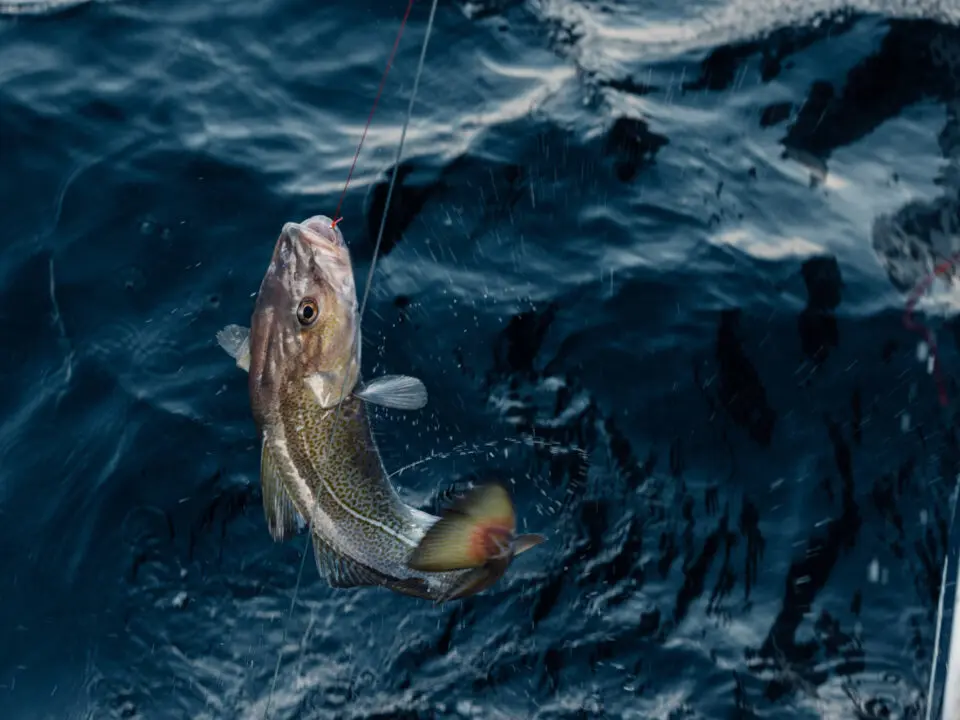 Ein Fisch hängt an einer Angelschnur und wird aus dem dunkelblauen, kräuselnden Wasser gezogen. Der Fisch scheint sich in der Luft zu befinden, knapp über der Wasseroberfläche.