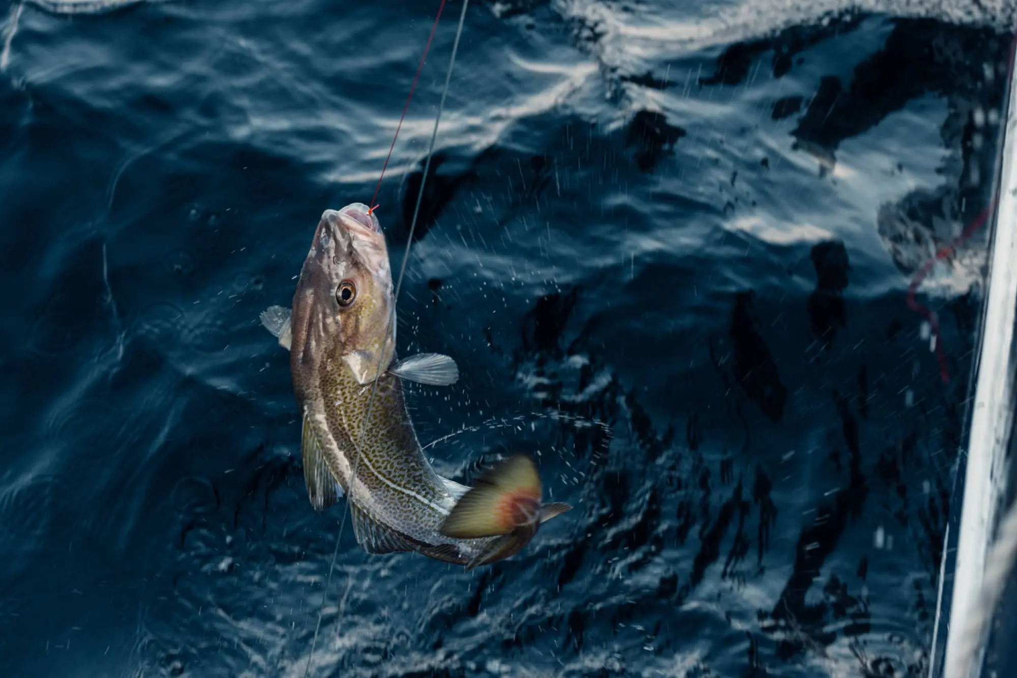 Ein Fisch hängt an einer Angelschnur und wird aus dem dunkelblauen, kräuselnden Wasser gezogen. Der Fisch scheint sich in der Luft zu befinden, knapp über der Wasseroberfläche.