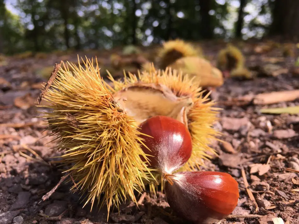 Nahaufnahme einer stacheligen Maronenschale, die auf dem Boden aufgespalten wurde und zwei glänzende braune Esskastanien im Inneren offenbart; im Hintergrund sind unscharfe Bäume und weitere Schalen zu sehen, die an eine herbstliche Szene aus dem Bremer Marktkalender erinnern.