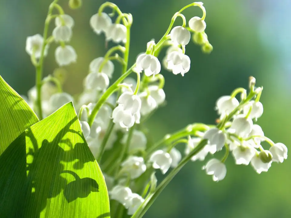 Maiglöckchen zum 1. Mai