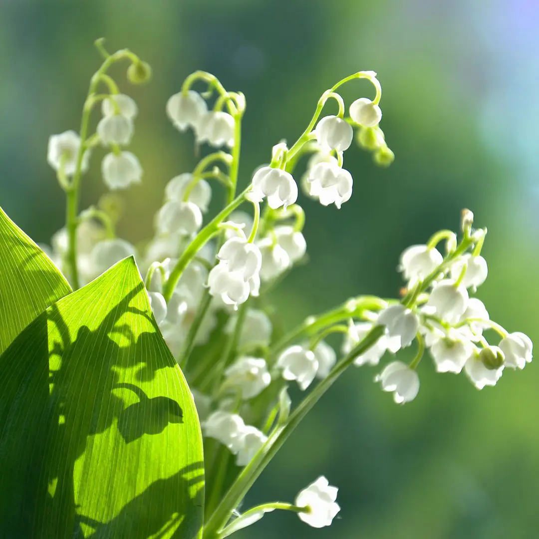Maiglöckchen zum 1. Mai