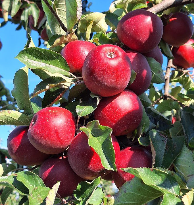 Eine Traube reifer, roter Äpfel hängt an einem Ast, umgeben von grünen Blättern unter einem klaren, blauen Himmel - eine idyllische Szene, die an die Saison der Bremer Marktkalender Maronen erinnert.