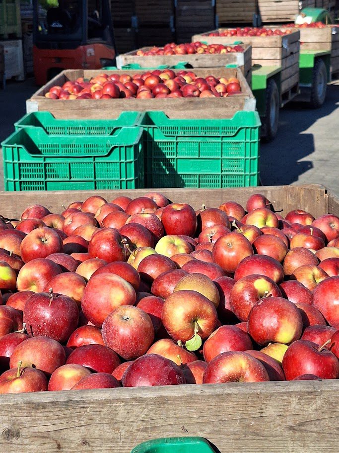Reife Äpfel in Kisten