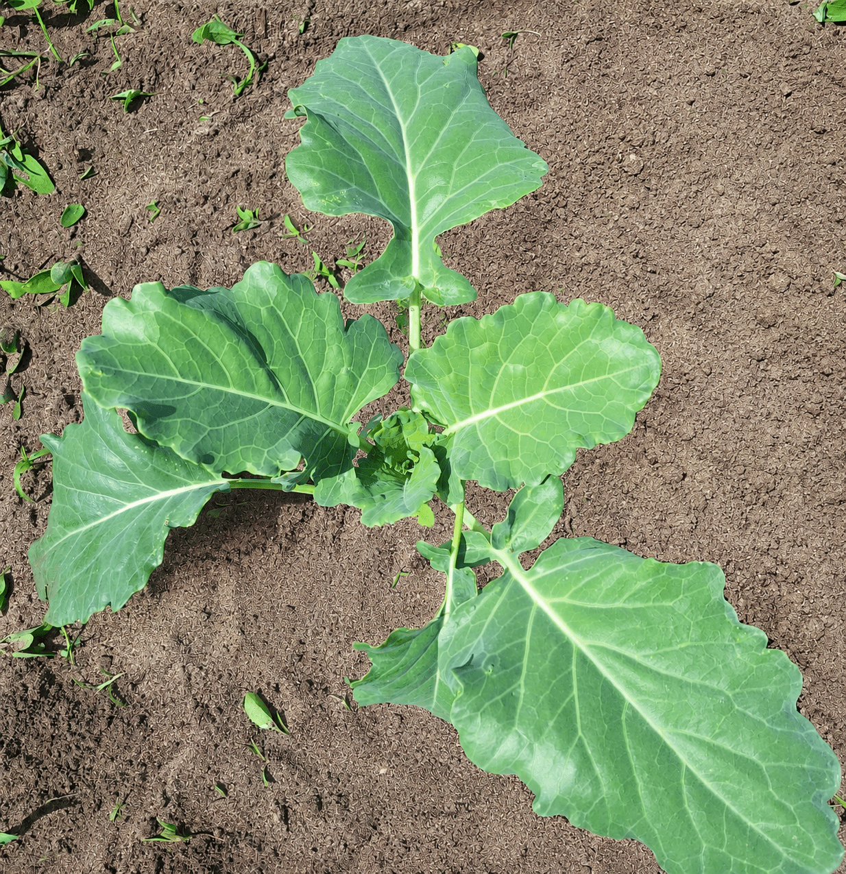Blumenkohlpflanze im Beet