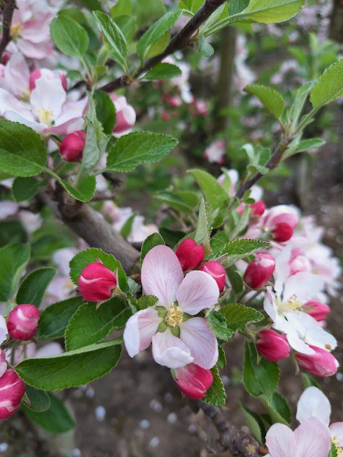 Blüten des Apfelbaums