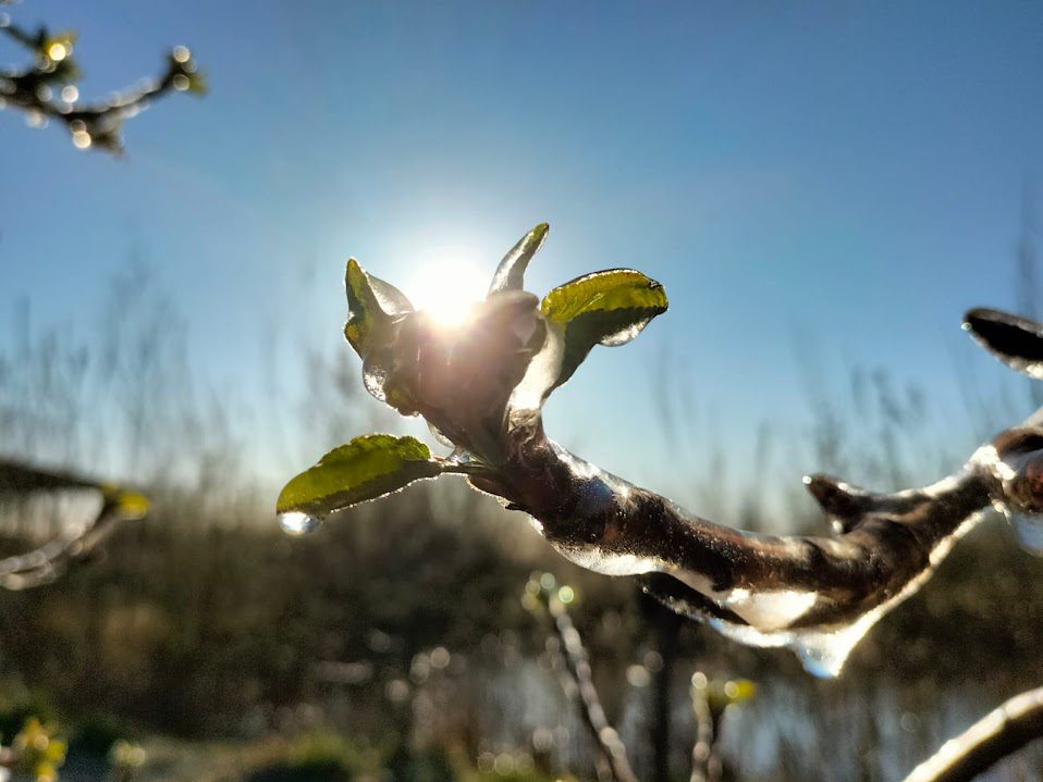 Blüte mit Eisschicht überzogen