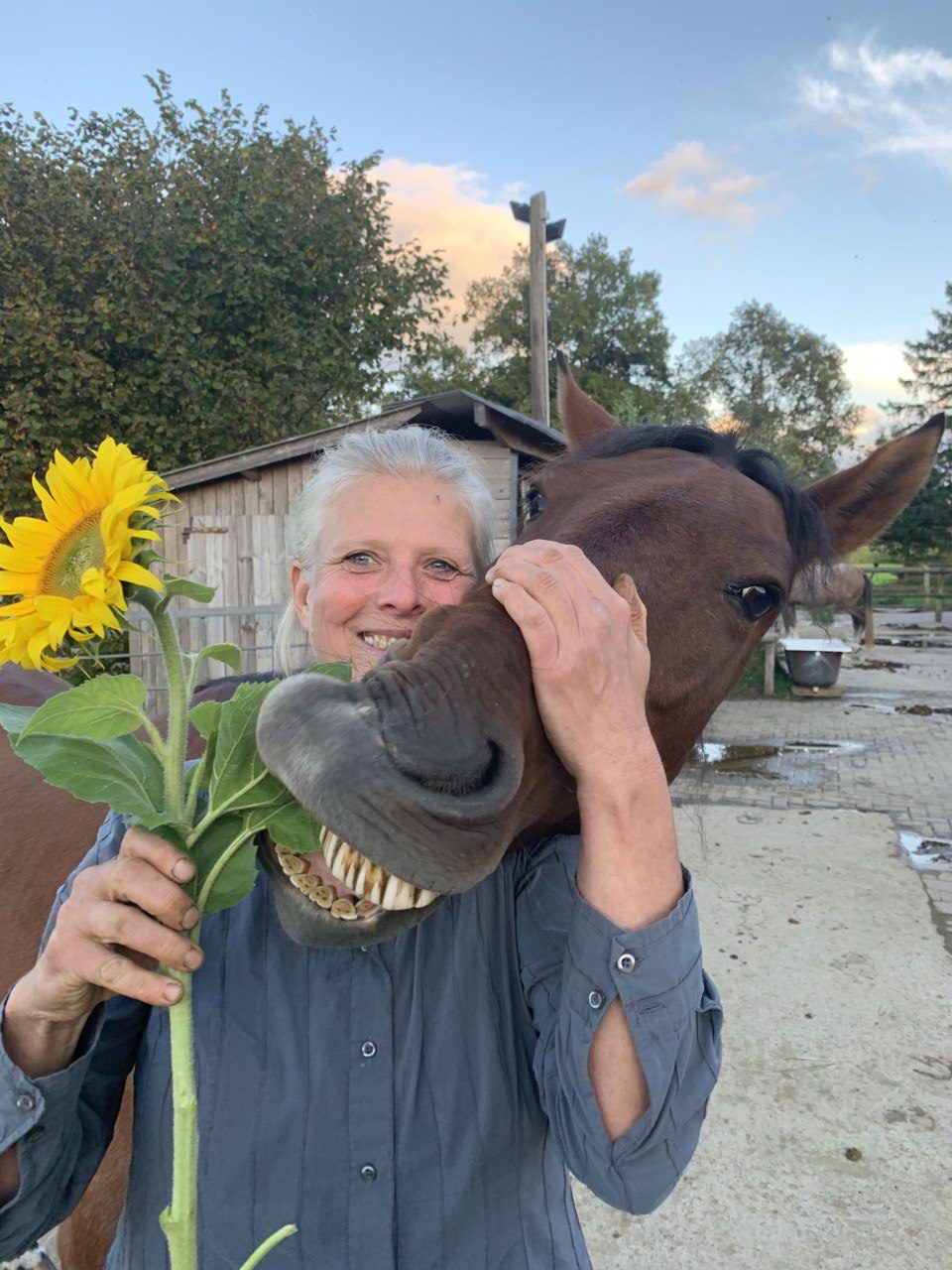 Stute Descará liebt Sonnenblumen fast so sehr wie ihre Besitzerin Ines Meyer.