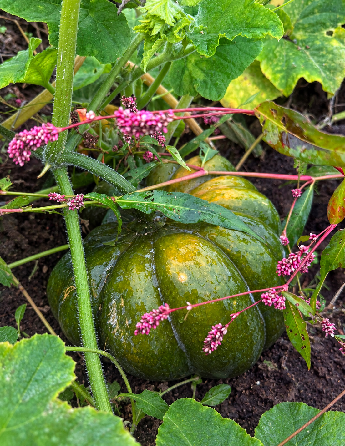 Ein grüner Kürbis wächst auf dem Boden inmitten von blättrigen Ranken; auf dem Kürbis und dem umgebenden Laub sind kleine rosa Blüten und Wassertropfen zu sehen.