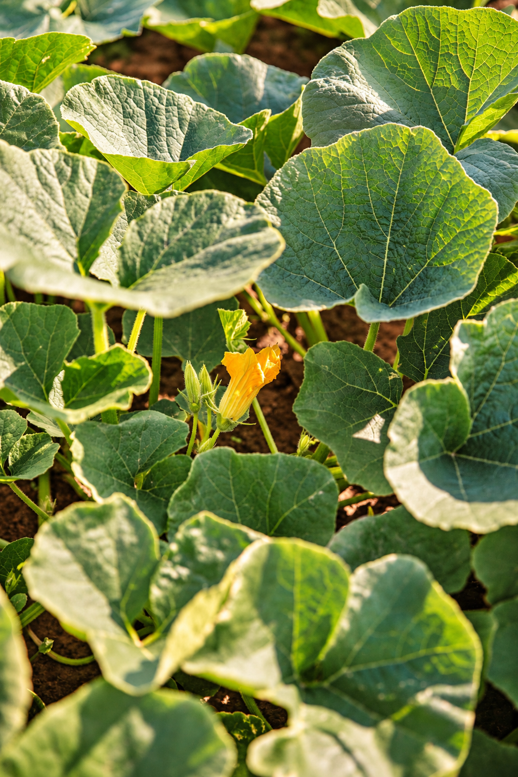 Große grüne Blätter einer Kürbis- oder Kürbispflanze bedecken den Boden, in deren Mitte eine einzelne gelbe Blüte erblüht. Das Sonnenlicht bringt die Struktur und die Adern der Blätter zum Leuchten.