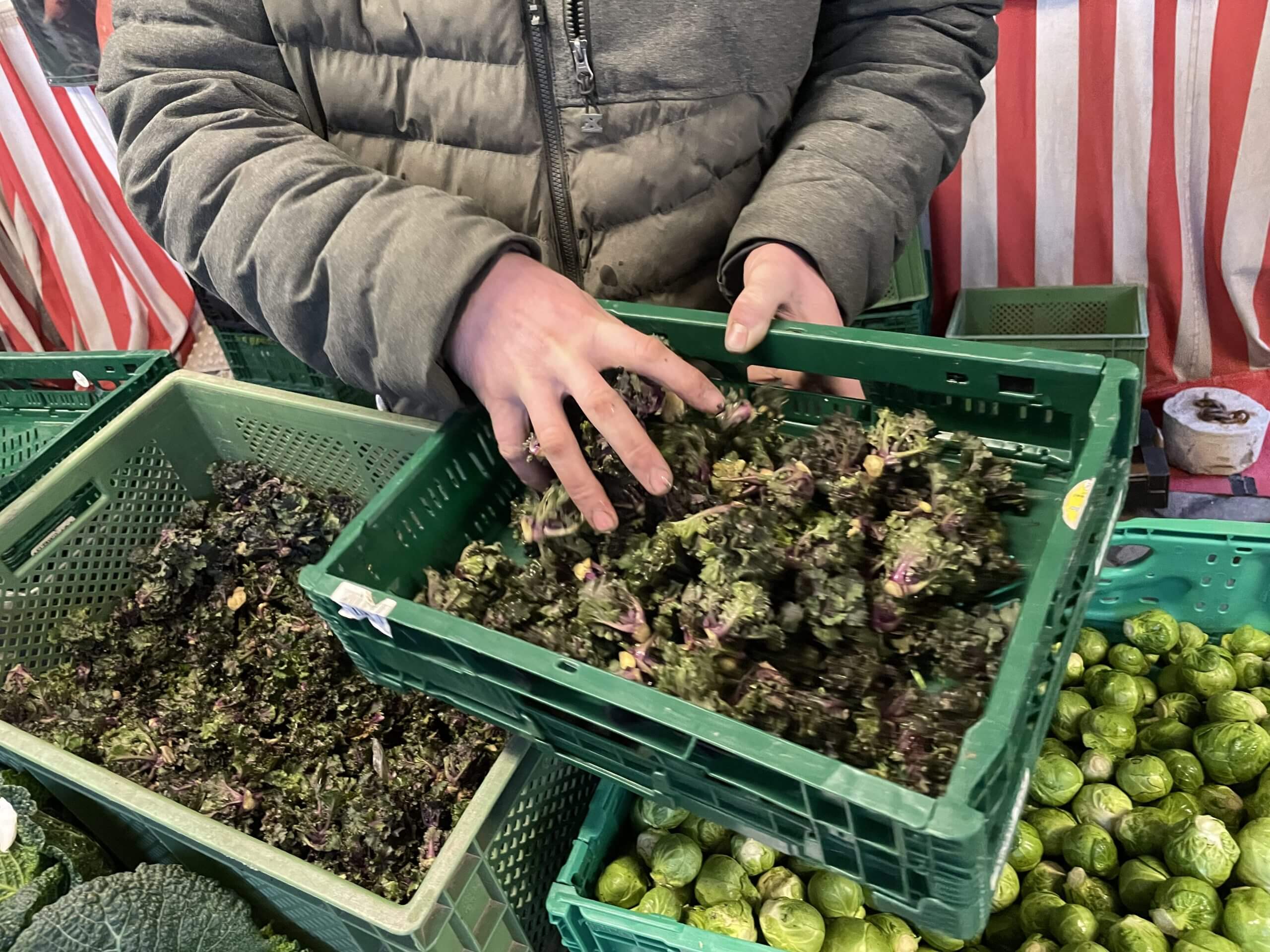 Flower Sprouts in einer Verkaufskiste.