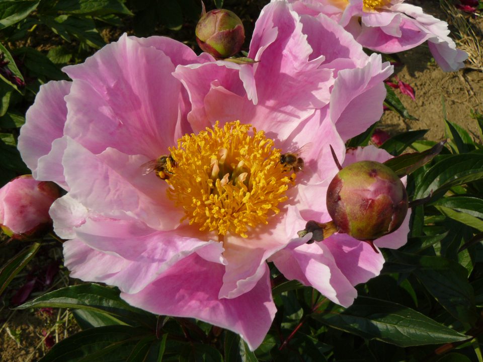 Pfingstrose: In der Mitte zeigt sich „Soft Salmon Joy“ in voller Pracht.