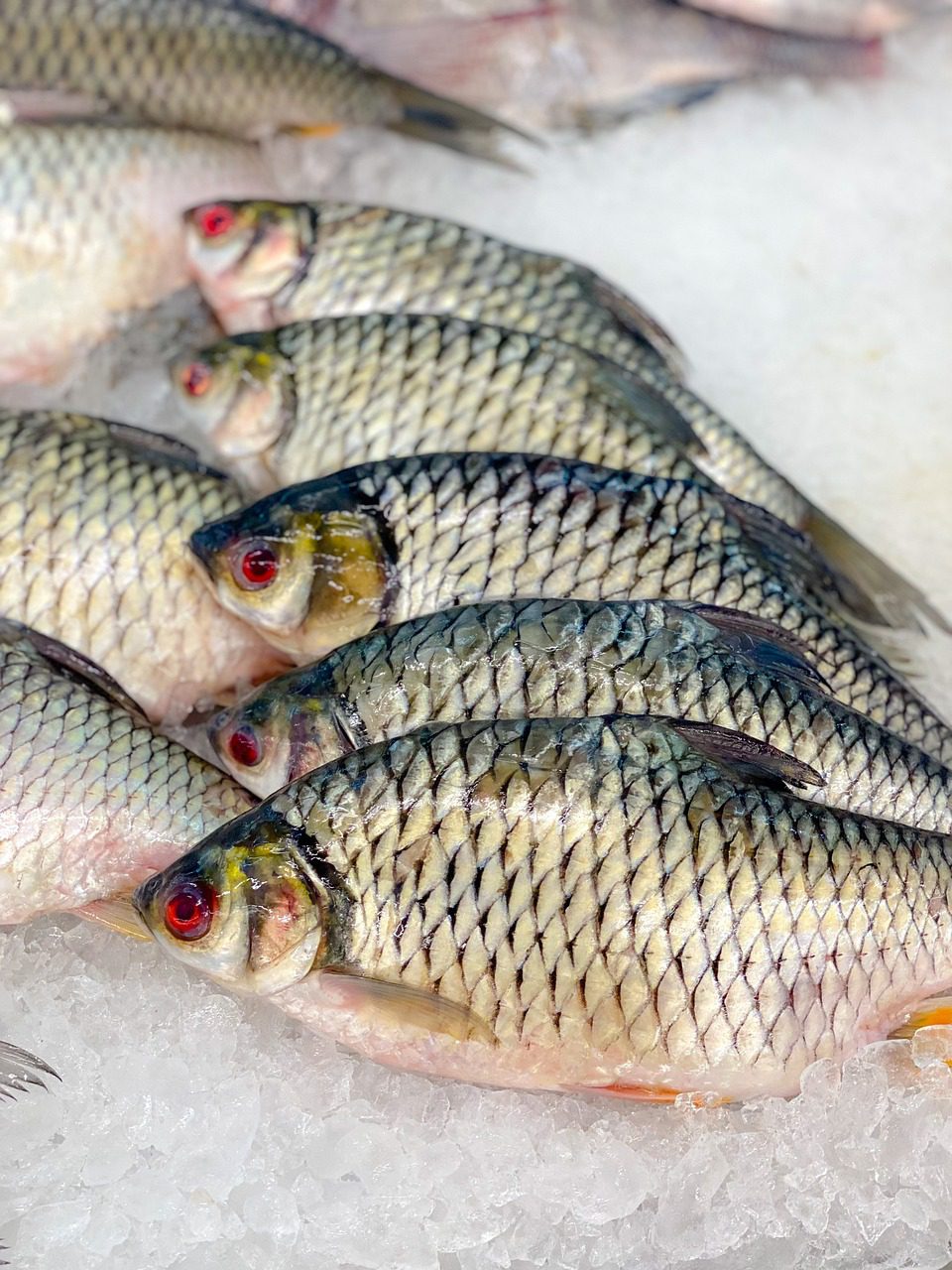 Frischfisch auf Eisbett