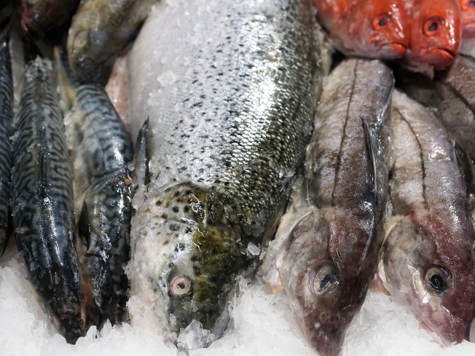 Nordfisch Osterloh