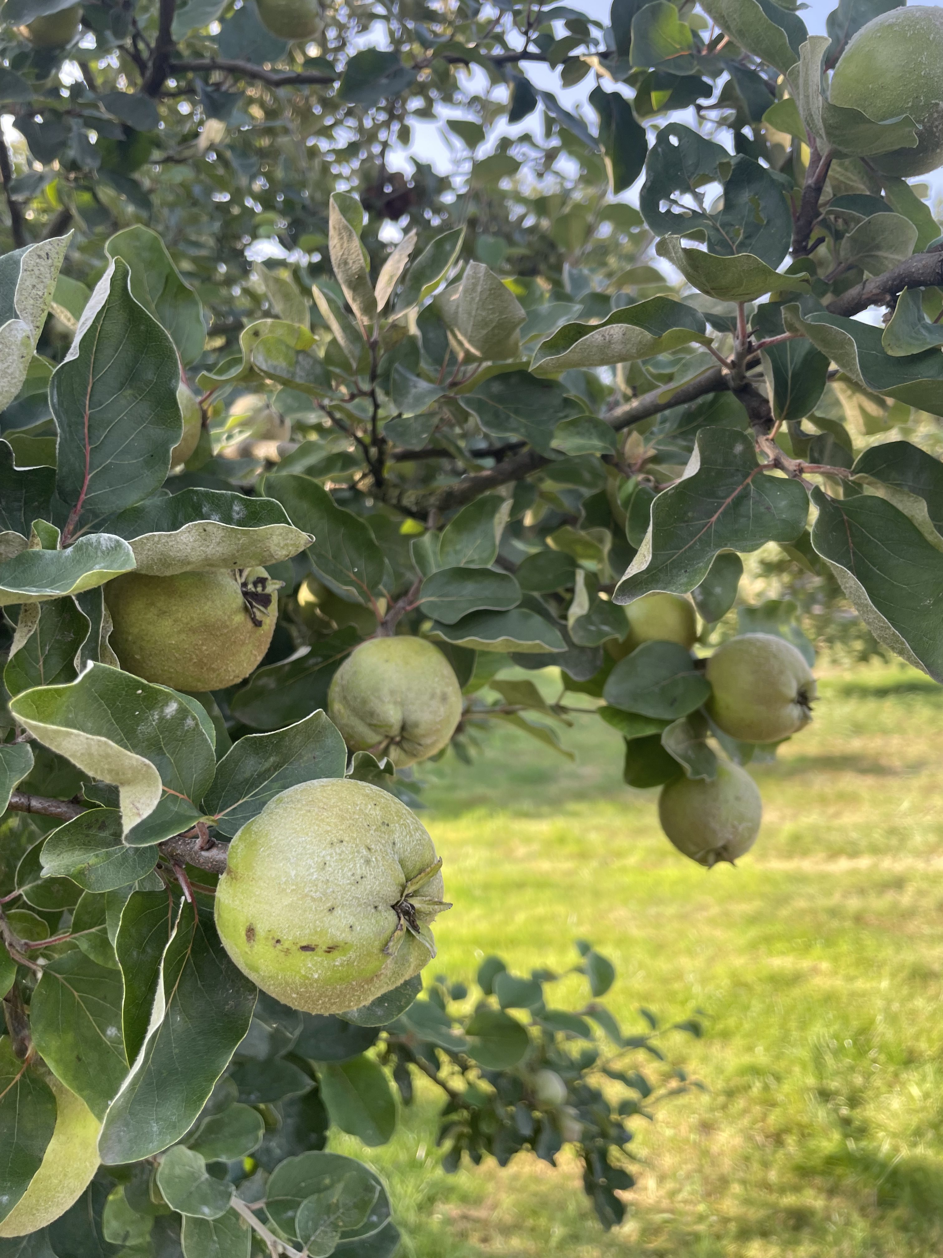 Quittenbaum mit unreifen Quitten