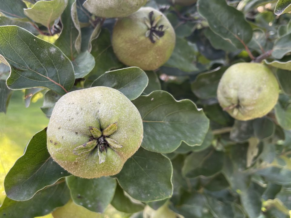 Nahaufnahme mehrerer runder, grüner Quittenfrüchte, die im hellen Tageslicht an einem Baum mit breiten, dunkelgrünen Blättern wachsen.