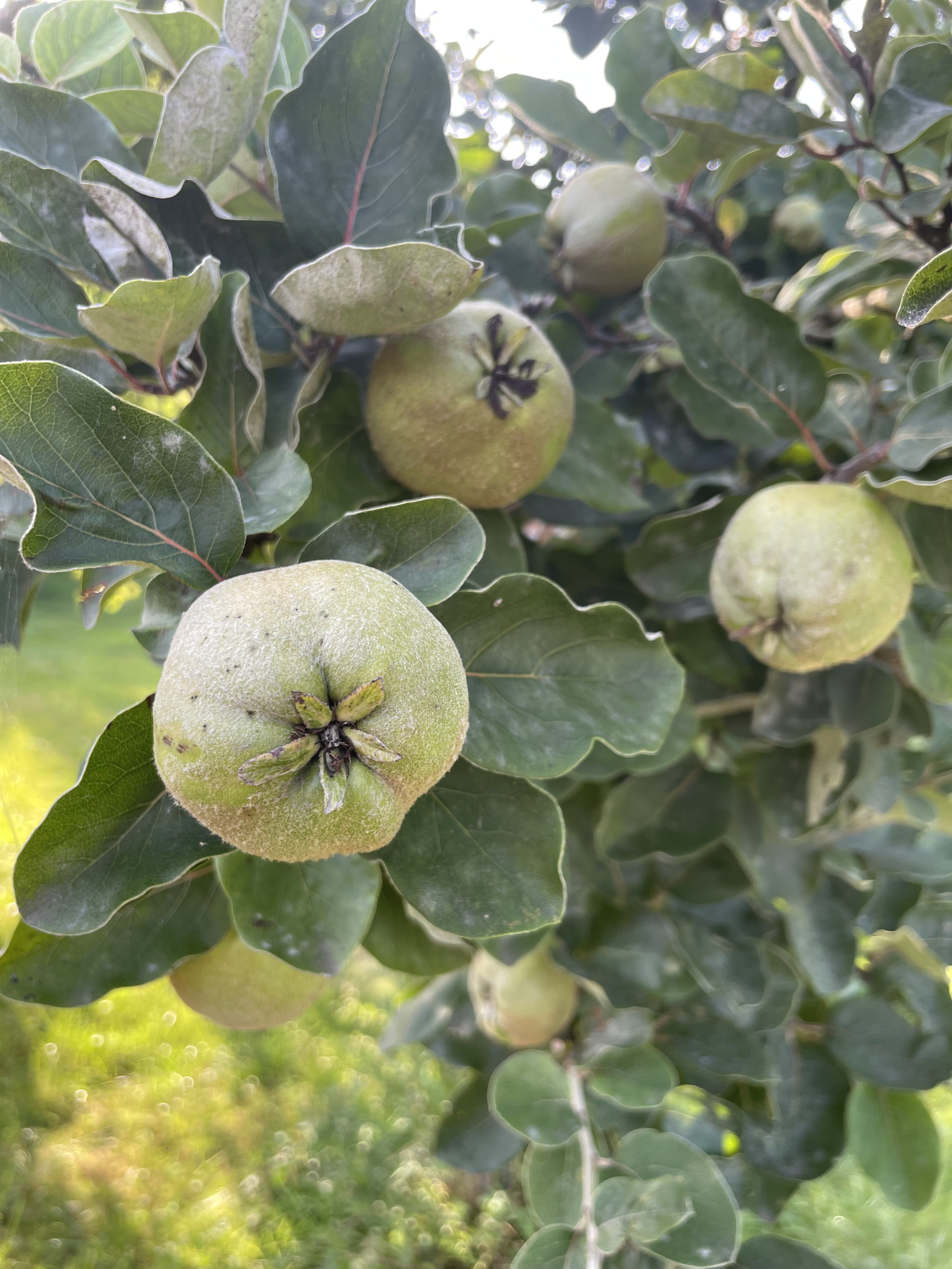 Nahaufnahme mehrerer runder, grüner Quittenfrüchte, die im hellen Tageslicht an einem Baum mit breiten, dunkelgrünen Blättern wachsen.