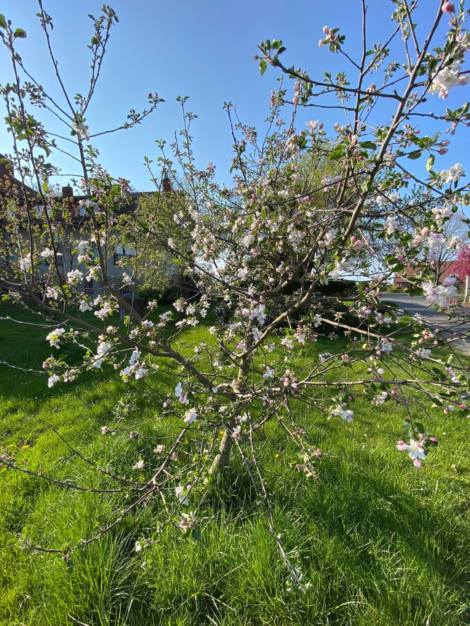 Quittenbaum in voller Blüte