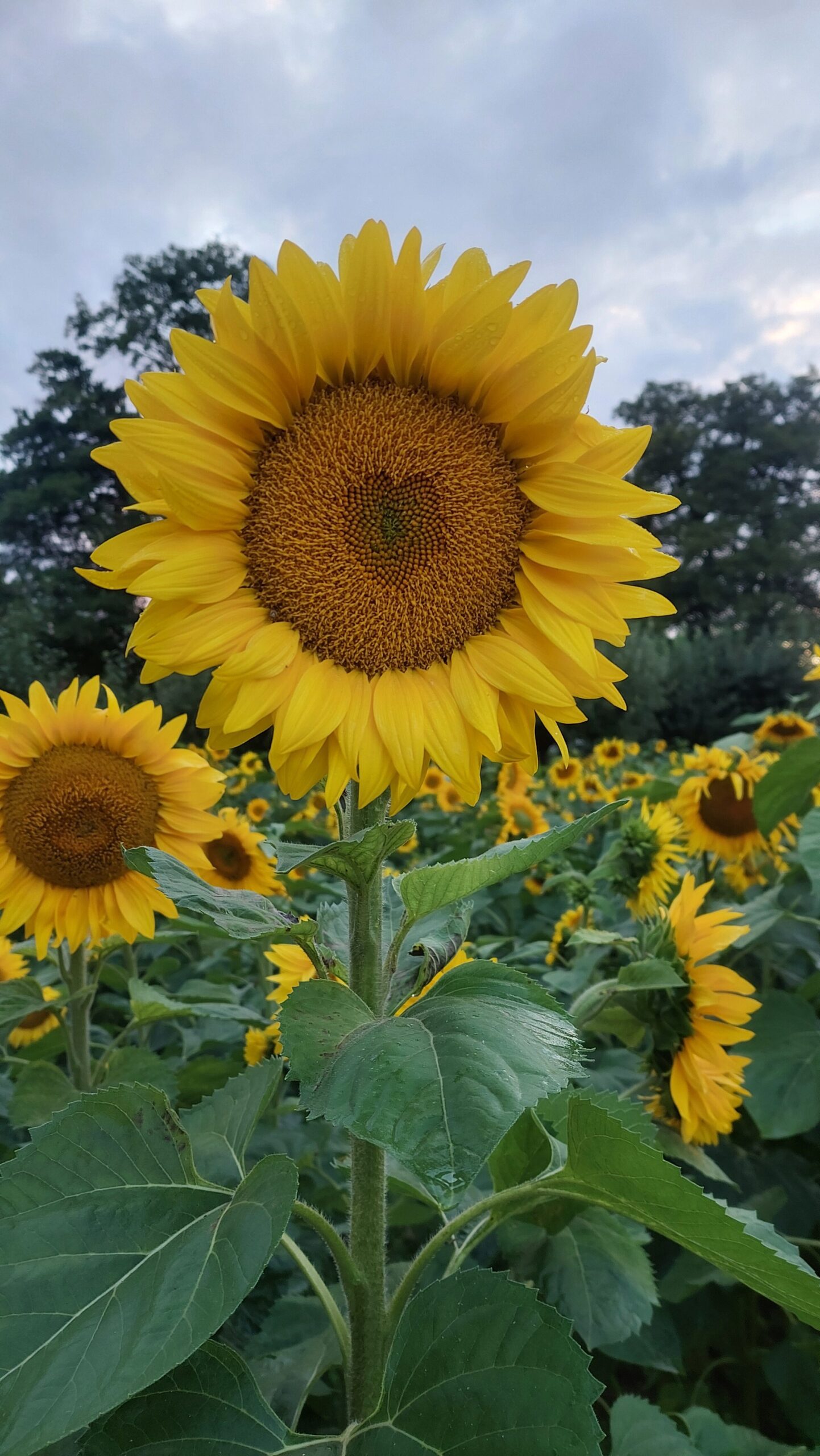Sonnenblumen auf dem Feld