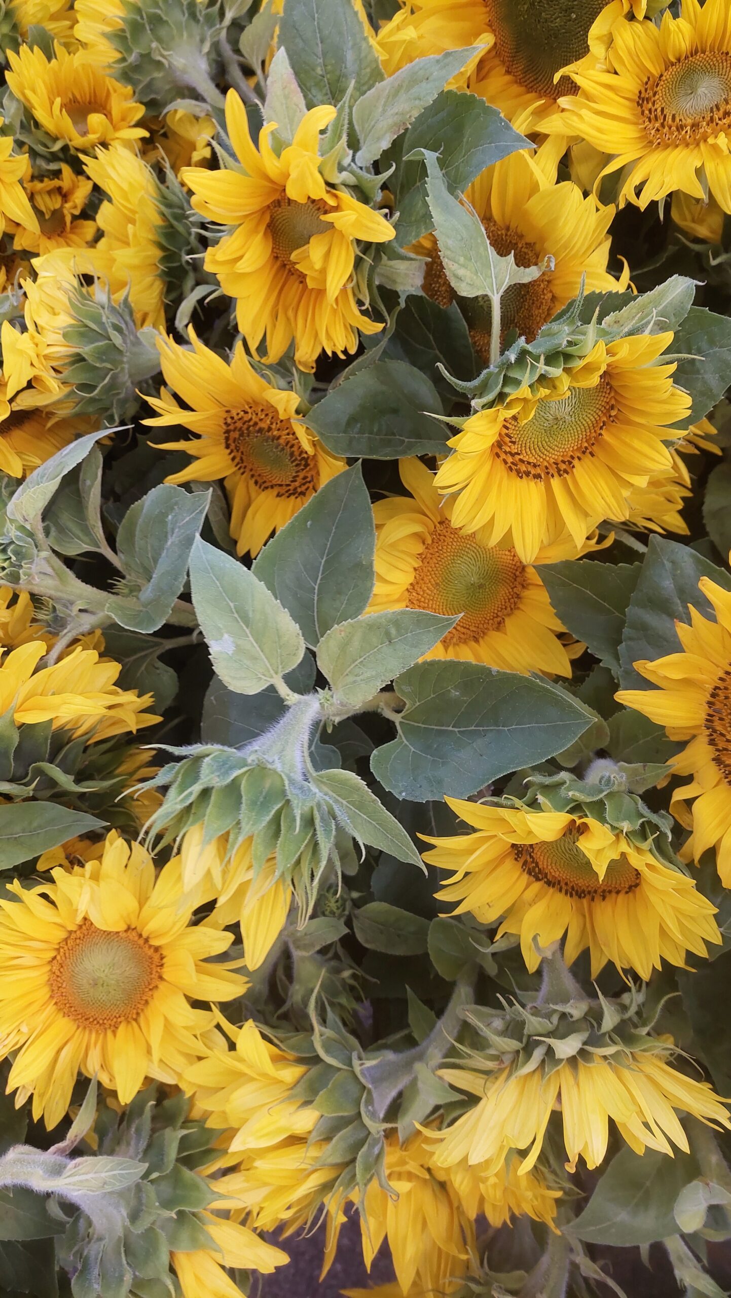 Sonnenblumen-Wimmelbild