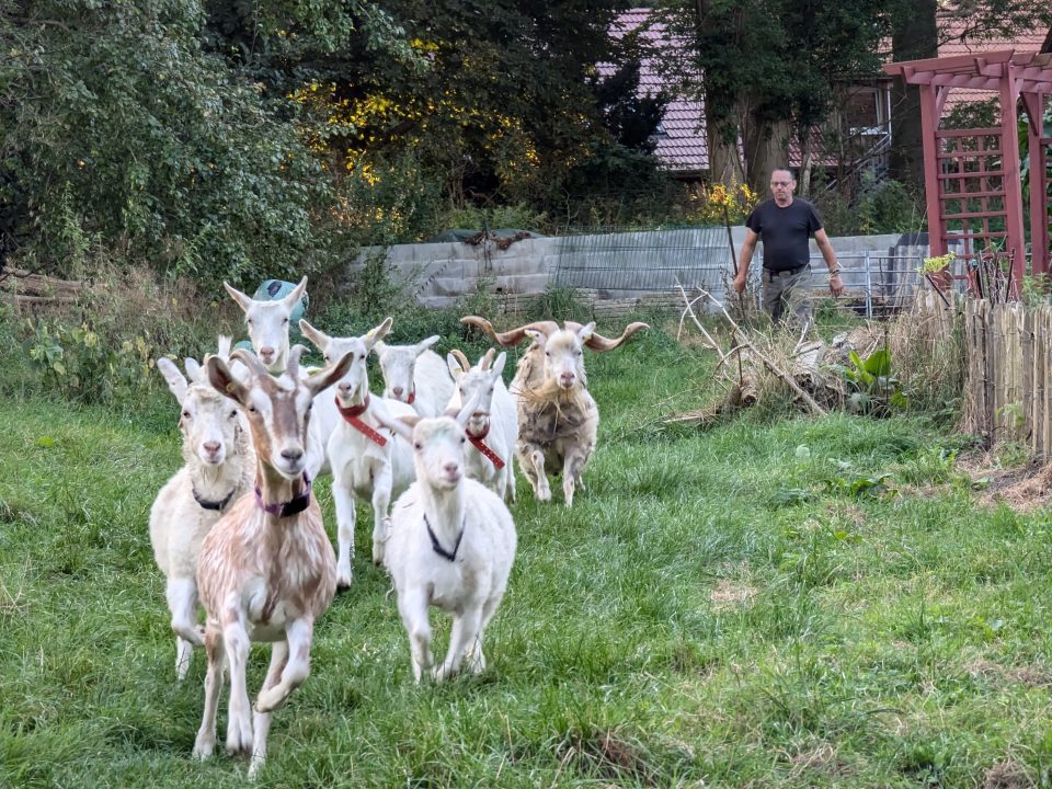 Ziegenhof Bilohe_Ziegen auf Weide