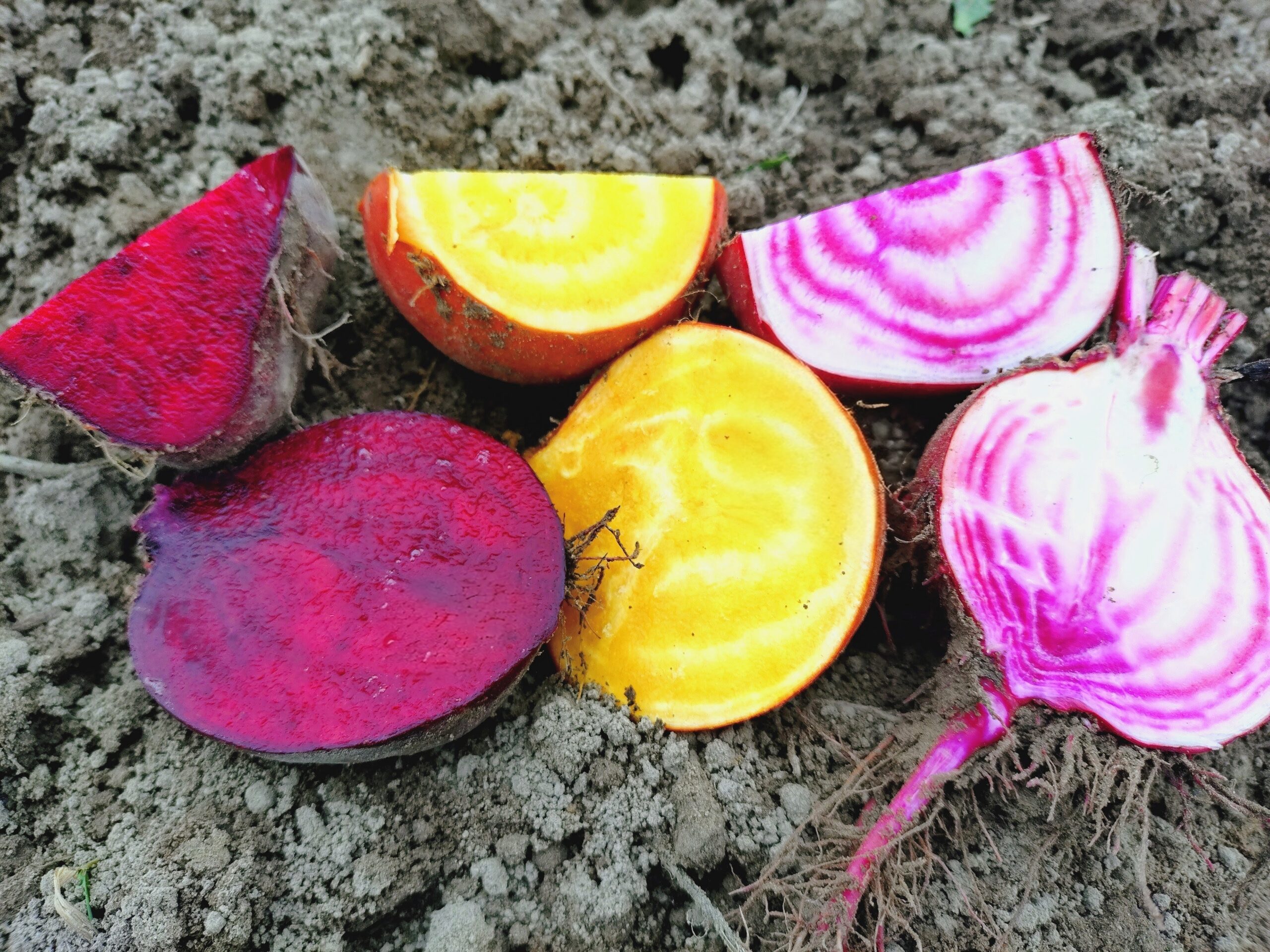 Aufgeschnittene bunte Bete liegen auf dem Feld
