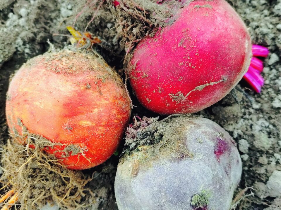 Drei frisch geerntete Rote Bete – eine rote, eine orangefarbene und eine violette –, an denen noch Erde haftet, liegen auf dem Boden.