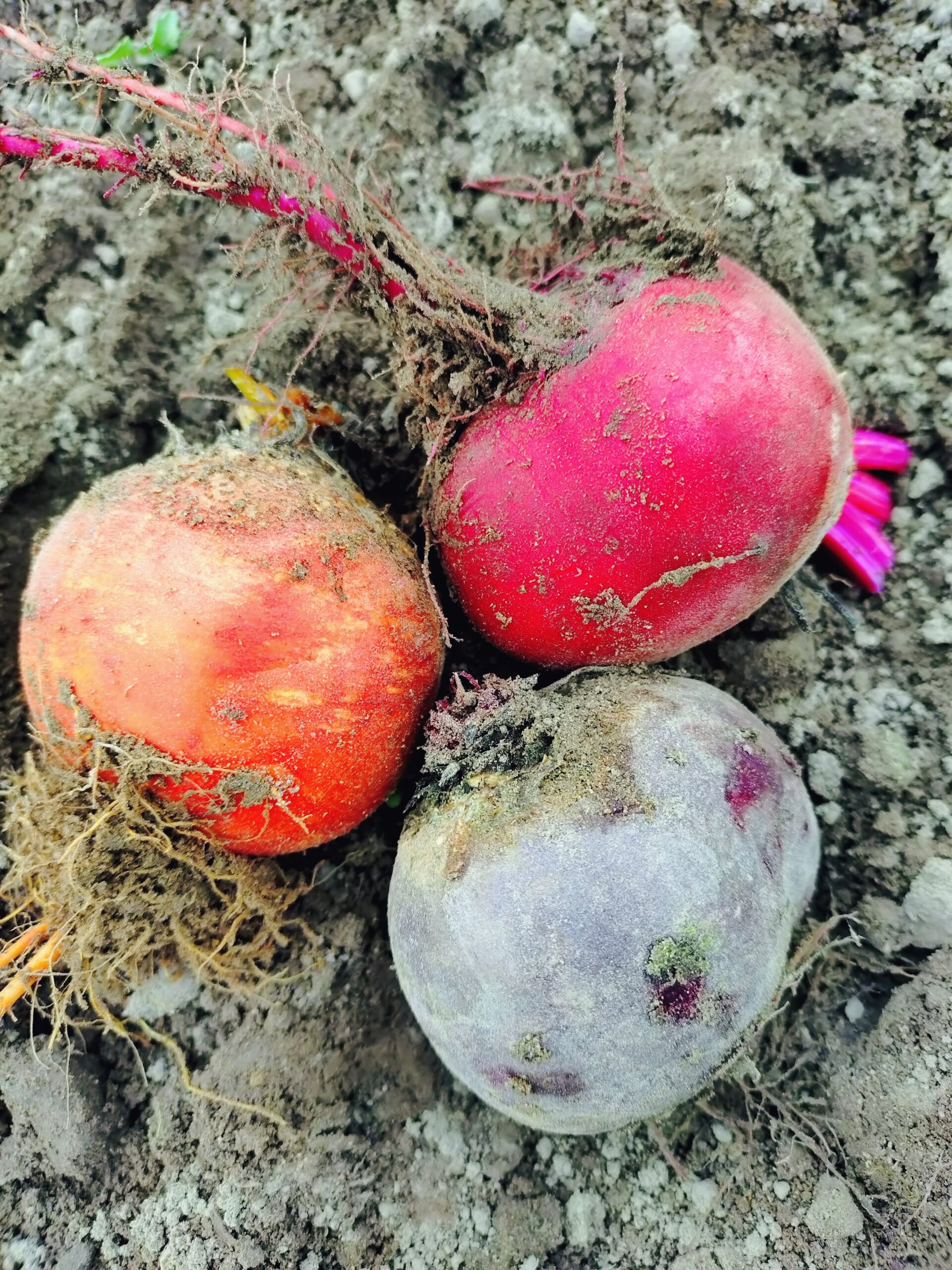 Drei frisch geerntete Rote Bete – eine rote, eine orangefarbene und eine violette –, an denen noch Erde haftet, liegen auf dem Boden.