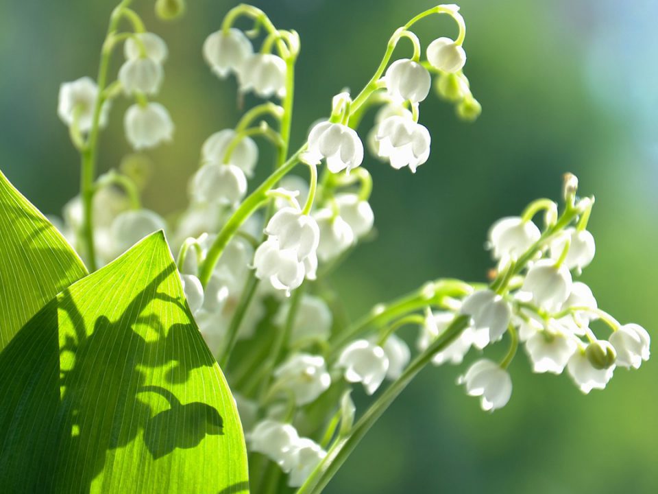 Maiglöckchen zum 1. Mai